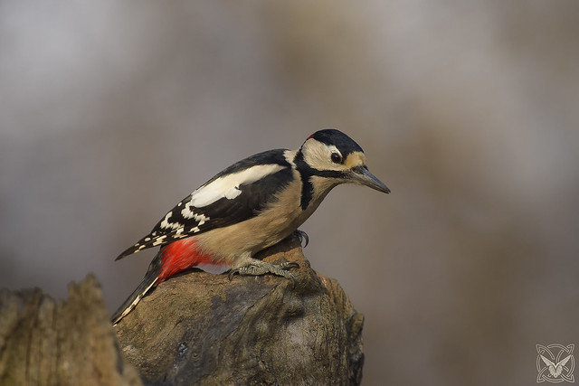 Dendrocopos major, Picchio rosso maggiore, Pic épeiche, great spotted woodpecker
