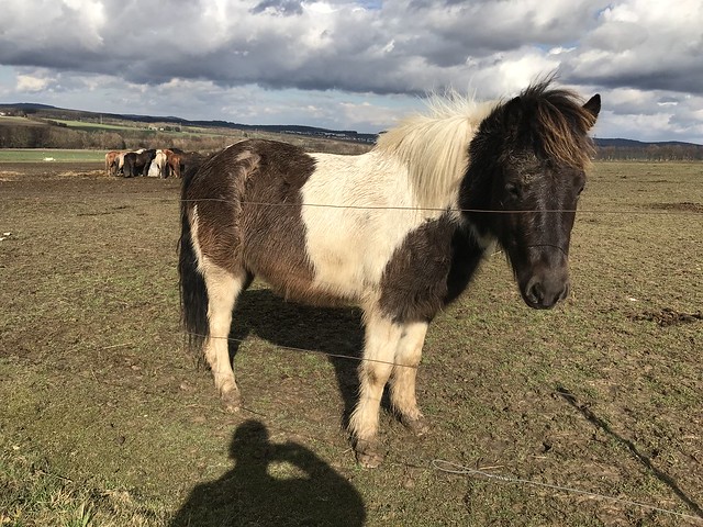 Islandic Horse Farm in Germany with over 200 Icelandic Horses in the Taunus Hills - 2019