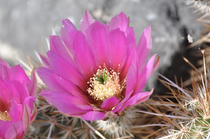 Alamo Road Wildflowers! ~ Desert National Wildlife Range