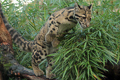clouded leopard ouwehand BB2A0315