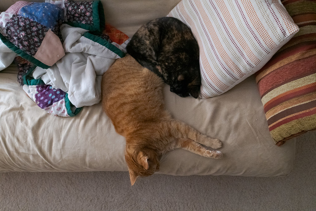 An overhead view of our cat Trixie sleeping on the legs of our cat Sam as they sleep on the futon in the living room, taken in December 2019