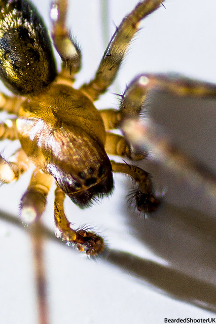 Who knew all spiders wear furry little boxing gloves?! :D Nikon D700