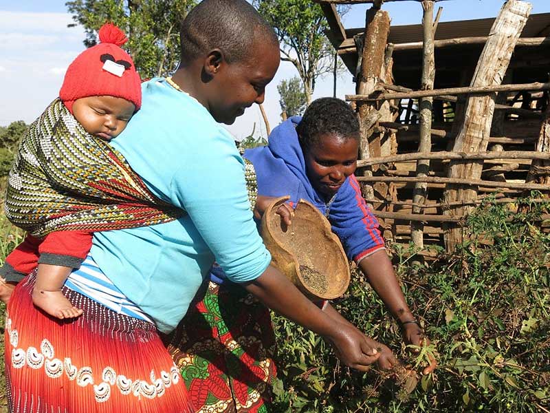 Pius' wife collecting amaranth seed for a neighbor. Photo credit: Justus Ochieng/WorldVeg.