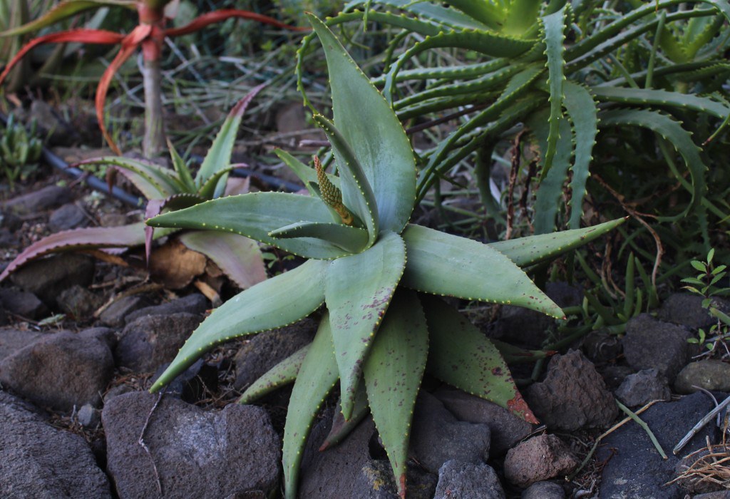 Aloe distans ssp comptonii