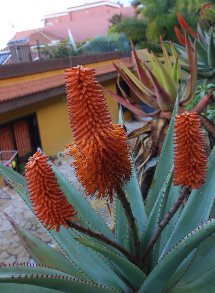 Aloe ferox Hyb