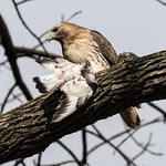 Red-tailed hawk, Rock pigeon