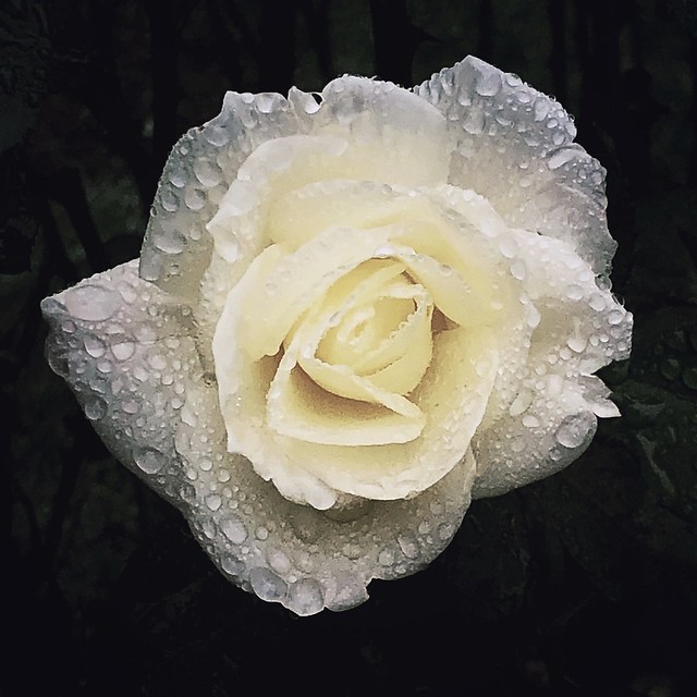 White rose with rain drops