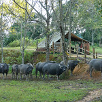 buffalo-camp