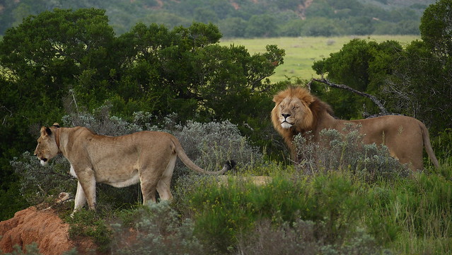 Lions in Amakhala Game Reserve, South Africa