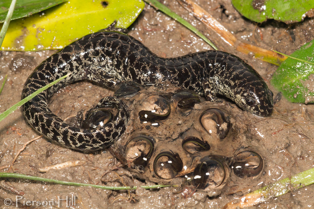 Frosted Flatwoods Salamander with eggs