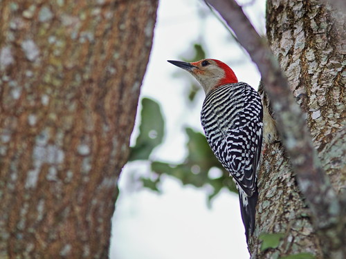 Red-bellied Woodpecker 01-20191225