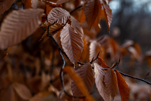 Tan Leaf Surviving Winter