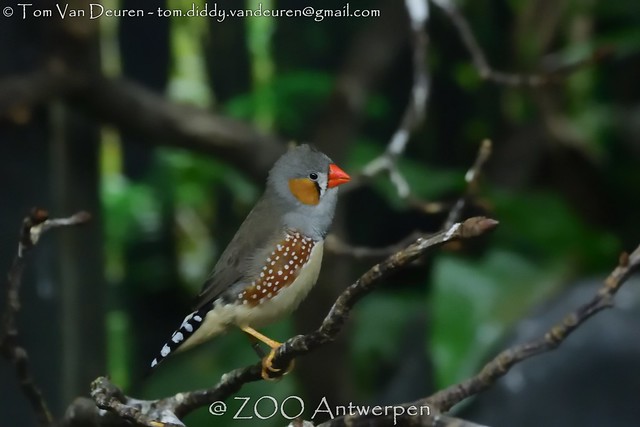 Timor zebravink  - Taeniopygia guttata - Zebra Finch