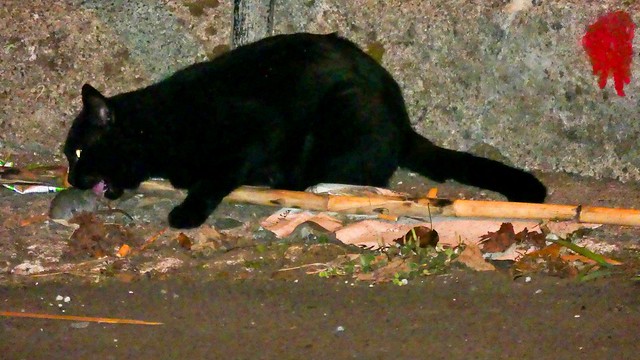 Schwarze Katze frisst Maus in der Nacht