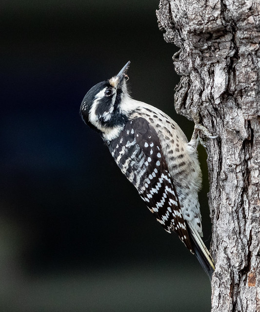 Nuttall's Woodpecker - female (X9B_2488-1)