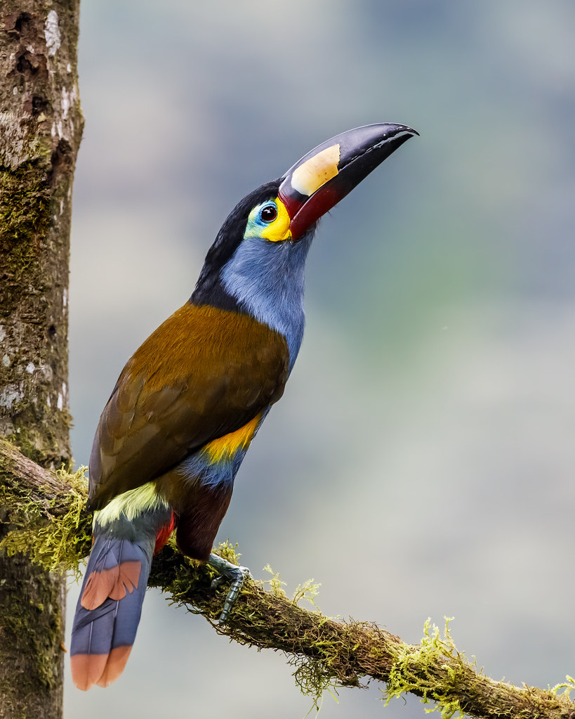 Plate-billed Mountain-Toucan - Andigena laminirostris | Flickr