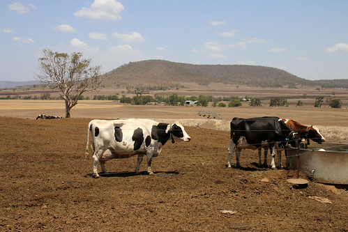 allora australia drought farm goomburra queensland