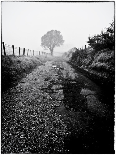 lonetreeinthefog newhey rochdale landscape lancashire lane tree lonetree fence path fog blackwhite blackandwhite bw mono monochrome outdoor outside countryside december 2019