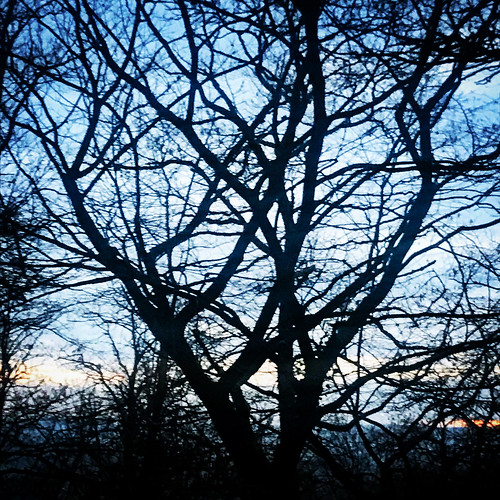 trees woods sunset silhouette