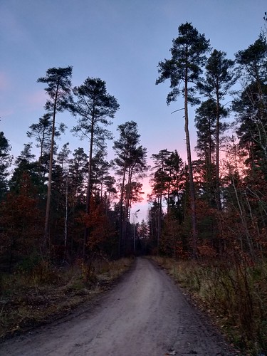forest sky woods sunset redsky pinksky