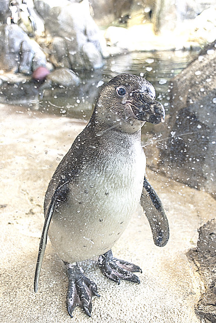 Juvenile Penguin
