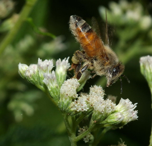 Honey Bee In Flight To Boneset Flowers DSCF7921
