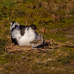 Avocet With Chick