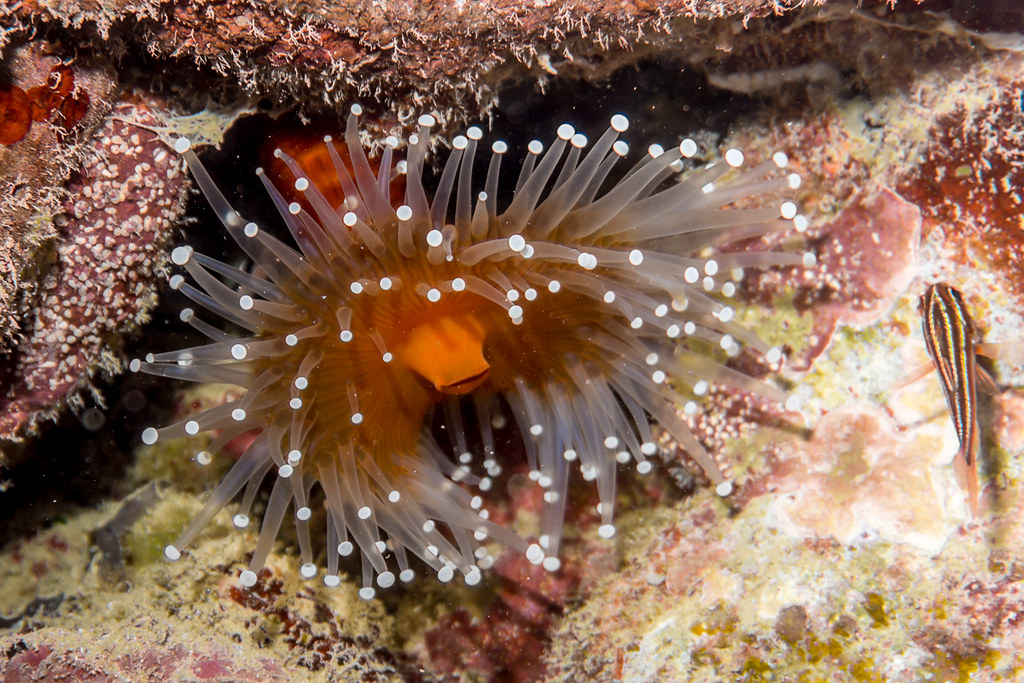 Sea anemone (Pseudocorynactis sp.?)