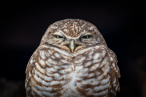 Burrowing Owl Portrait | by kpie2000