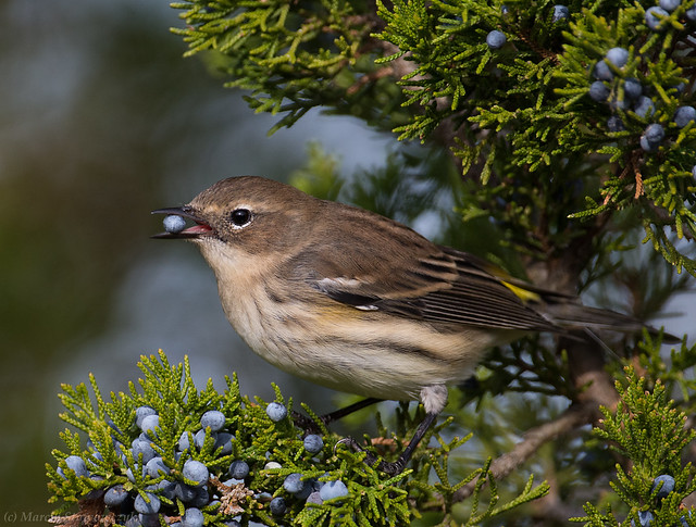 Yellow-rumped with berry