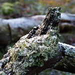 Moss&Lichen