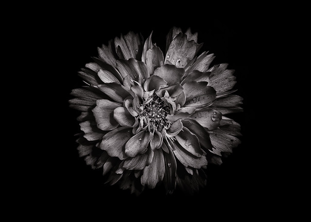 Backyard Flowers In Black And White 79