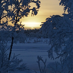 Frozen sun - Swedish lapland