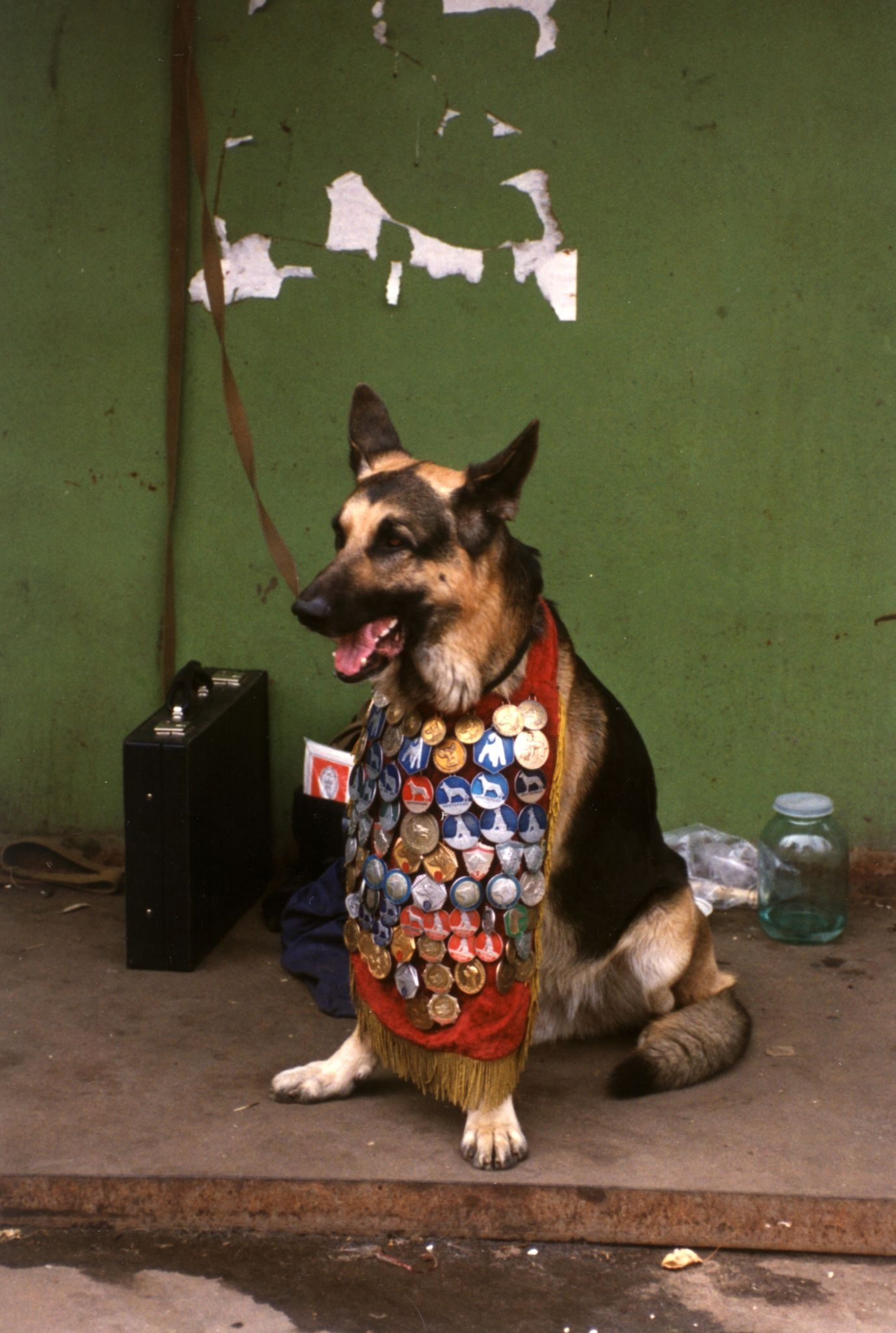 1989. Собака с медалями в зоомагазине в Москве