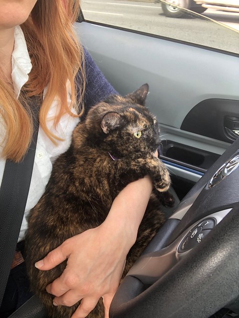 2019: Amelia in the car