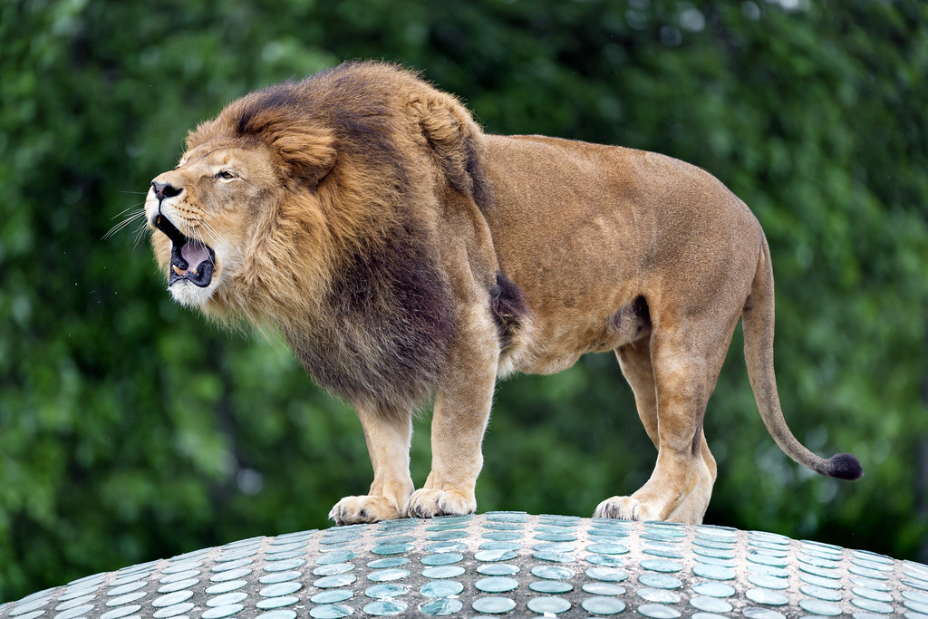 Male lion roaring on the dome | An impressive scene with the… | Flickr
