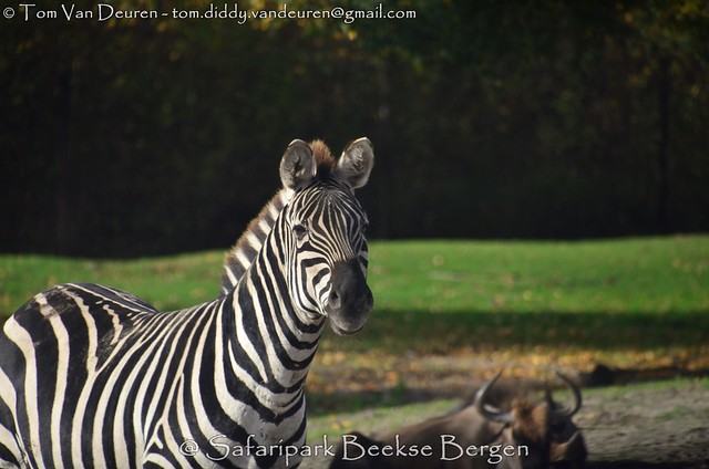 Grant's zebra - Equus quagga boehmi