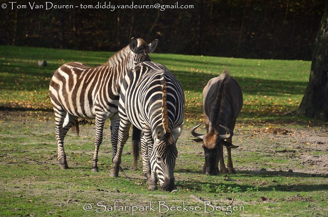 Grant's zebra - Equus quagga boehmi
