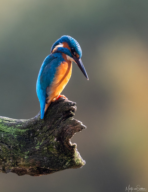 The common kingfisher.