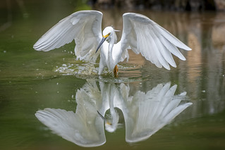 Egret or Angel? | by KnockOut Photography, LLC