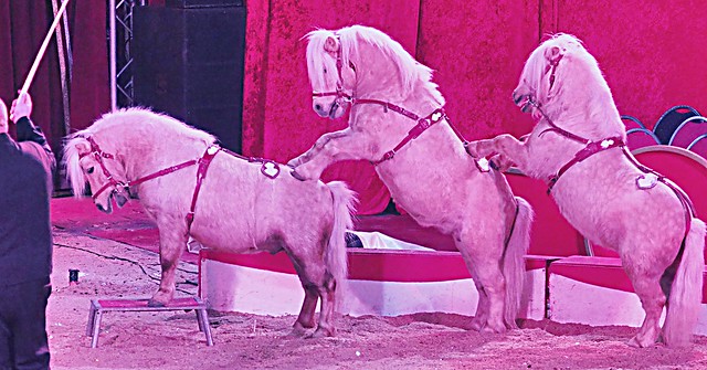 Christmas Circus in Heidelberg 2019 - Animal Trainer Robin Lauenburger and his Shetland-Pony-Show