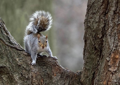 Gray Squirrel Stare | by jayrand1975