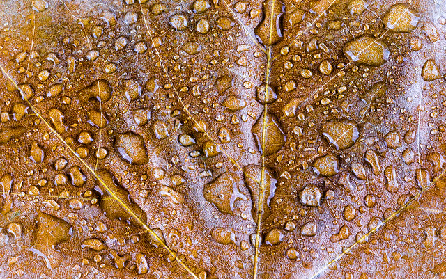 Withered leaf with droplets   6M7A8571