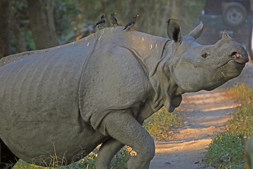 india assam kaziranga rhino indianrhino asianrhino onehornedrhino