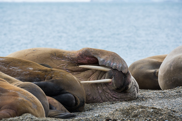 another tired walrus