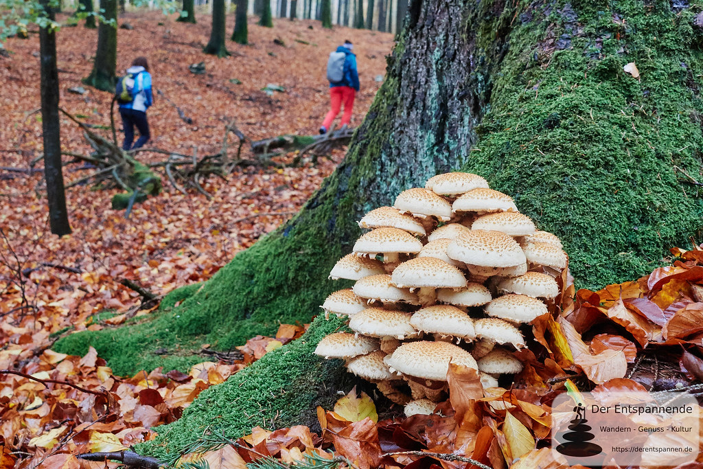 Pilze im Wald auf dem Saar-Hunsrück-Steig Etappe 10 von Bö… | Flickr