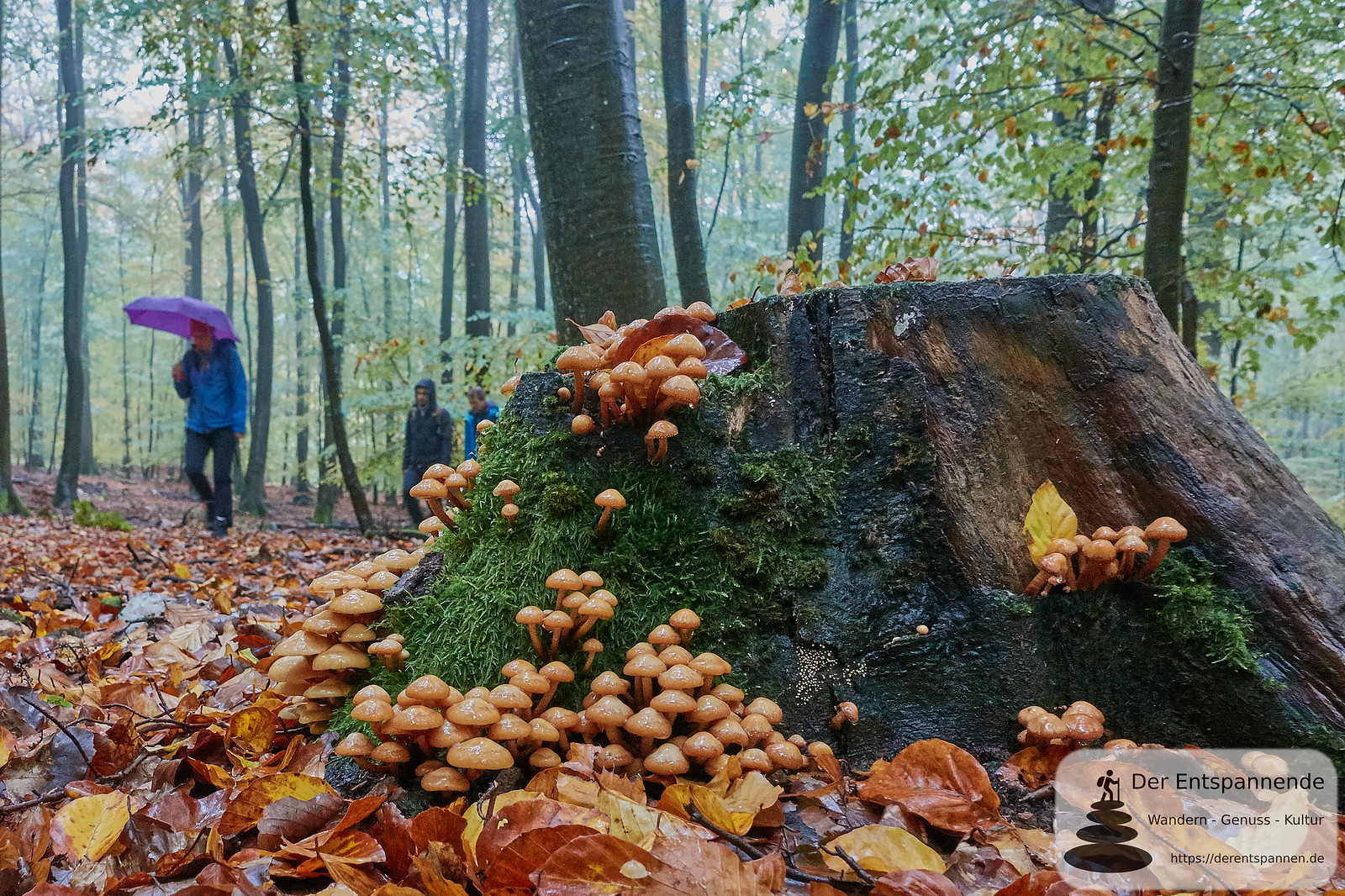 Pilze im Wald, Saar-Hunsrück-Steig, Etappe 12