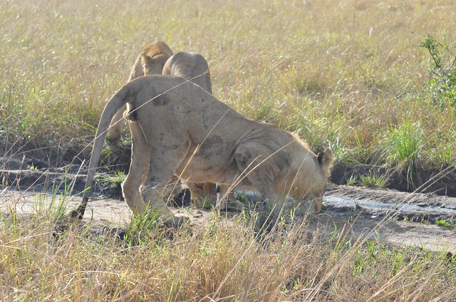 fascinating lion in Kidepo National Park