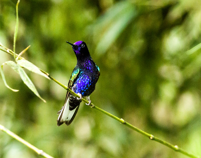 0P7A1720  Velvet-purple Coronet  Hummingbird, Ecuador