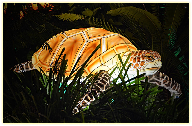 Luminosa Turtle. Miami, FL